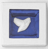 real shark tooth
