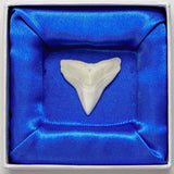 real shark tooth in box