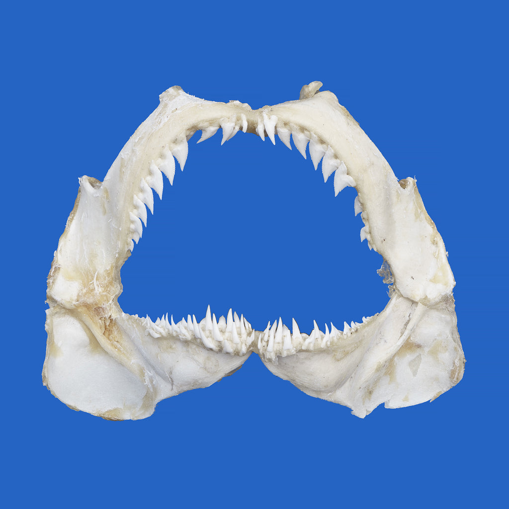Snaggletooth Shark Jaws For Sale | Oceanicshark Company