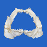 real snaggletooth shark jaws for sale