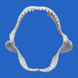 real tiger shark jaws