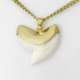 real tiger shark tooth necklace in gold