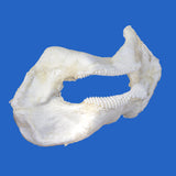 real zebra shark jaws on blue background