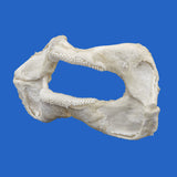 real zebra shark jaws on a blue background