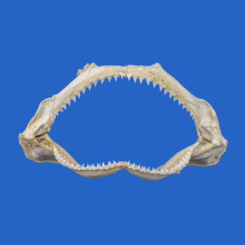 shark jaws