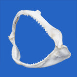 buy authentic shark jaws for sale in australia