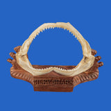 shark jaws display