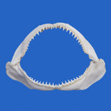 shark jaws for sale