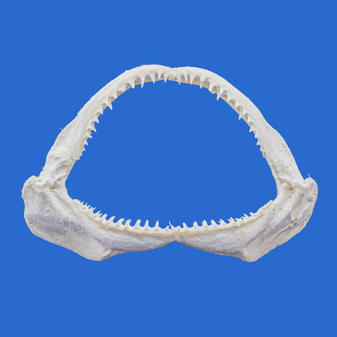 shark jaws for sale