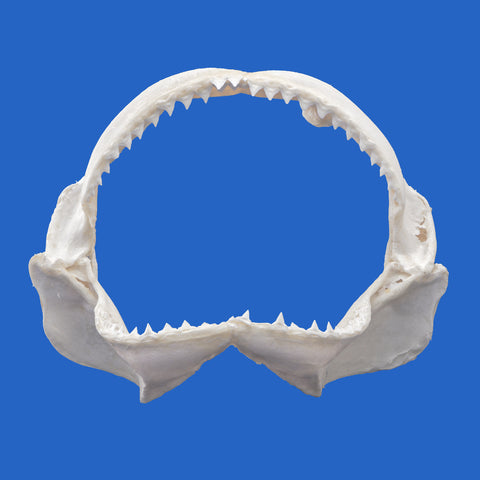 shark jaws for sale Australia