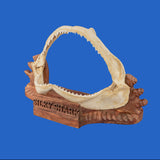 shark jaws on wooden display