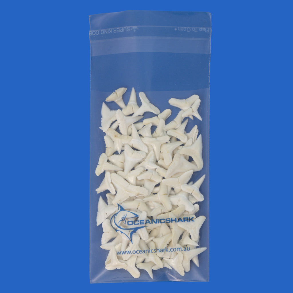 Shark Teeth For Sale - Oceanicshark