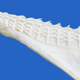 real shark teeth on authentic shark jaws australia for sale