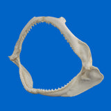 Silky Shark jaw at an angle highlighting the multiple rows of teeth.