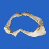 Front view of authentic Silky Shark jaws showing the distinctive triangular teeth and natural jaw structure of Carcharhinus falciformis.