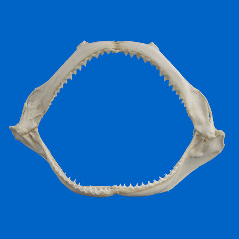Genuine Silky Shark jaw, front view showing full curved tooth row, 33cm wide