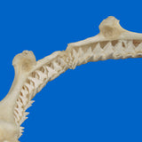 Side profile of Silky Shark jaw showing natural curvature and size