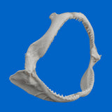 Top-down view of a genuine Silky Shark jaw, 23cm high