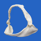 Left side view of genuine spinner shark jaws specimen with sharp natural teeth