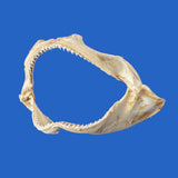 Authentic Spinner Shark jaw specimen showing the opposite side and curved jaw structure