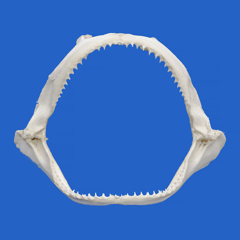 Spinner shark jaws for sale front view – real shark jaw specimen with natural teeth from Oceanicshark Australia