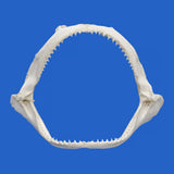 Spinner shark jaws for sale front view – real shark jaw specimen with natural teeth from Oceanicshark Australia
