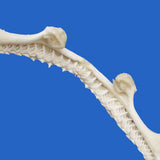 Close up of spinner shark jaw teeth showing natural enamel, tooth shape and detail of this shark specimen
