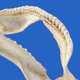 Close-up of genuine Spinner Shark teeth and jaw structure showing natural tooth arrangement