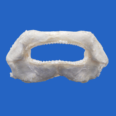 Genuine Tawny Nurse Shark jaw, front view, 12 × 11 cm