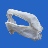 Genuine Tawny Nurse Shark jaw specimen viewed from the rear
