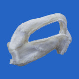 Preserved Tawny Nurse Shark jaw specimen viewed from the side