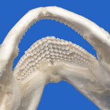 Close-up of genuine Tawny Nurse Shark teeth and jaw structure