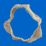 Tiger Shark Jaws natural history display for collectors and shark lovers