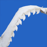 tiger shark jaws