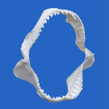 tiger shark jaws for sale