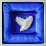 tiger shark tooth in a box