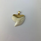 shark tooth in gold