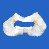 zebra shark jaws on blue background