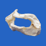 zebra shark jaws buy online