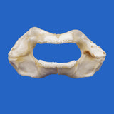 zebra shark jaws for sale