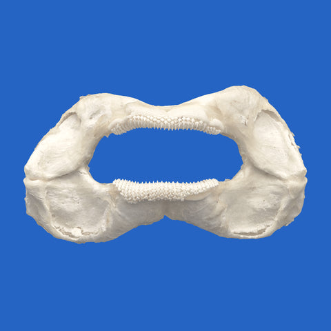 zebra shark jaws on a blue background