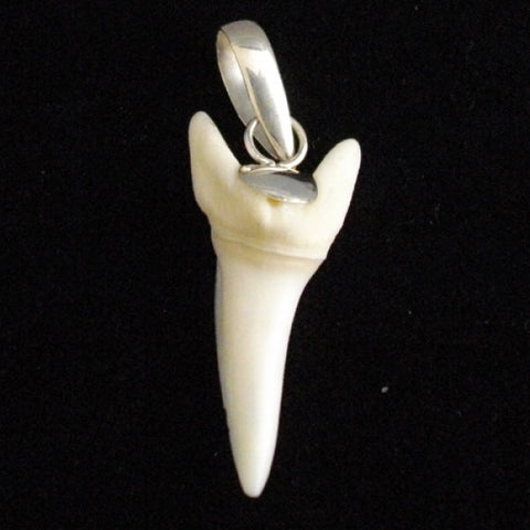 Mako shark tooth for sale