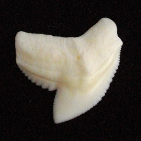 real tiger shark tooth for sale australia