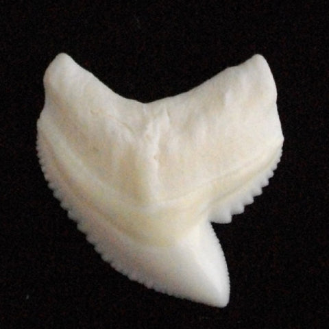real tiger shark tooth for sale shark present oceanicshark australia
