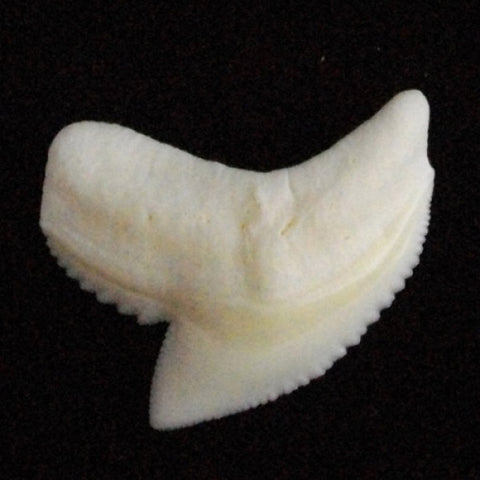 genuine tiger shark tooth oceanicshark australia
