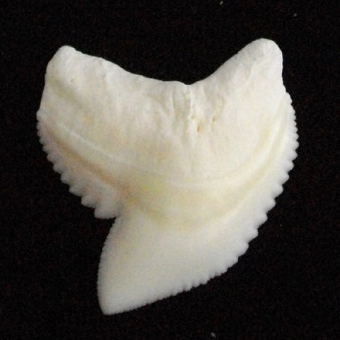 real tiger shark tooth for sale australia