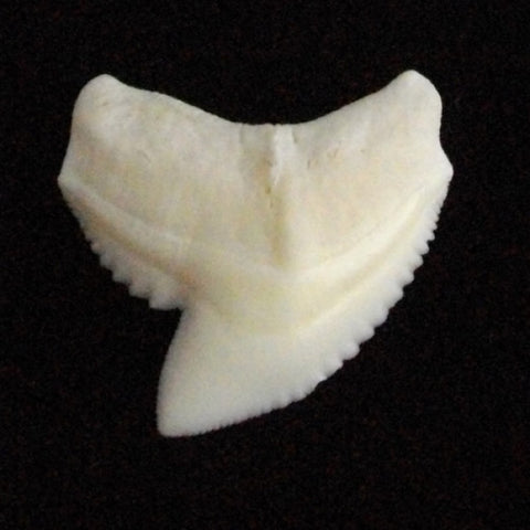 Tiger shark loose tooth jewelry making pic21