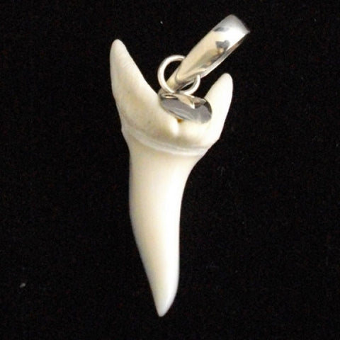 Mako shark tooth silver capped exact picture pic26