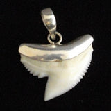 Tiger Shark Tooth pic10