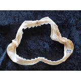 Bramble Shark Jaws Echinorhinus Brucus For Sale #313